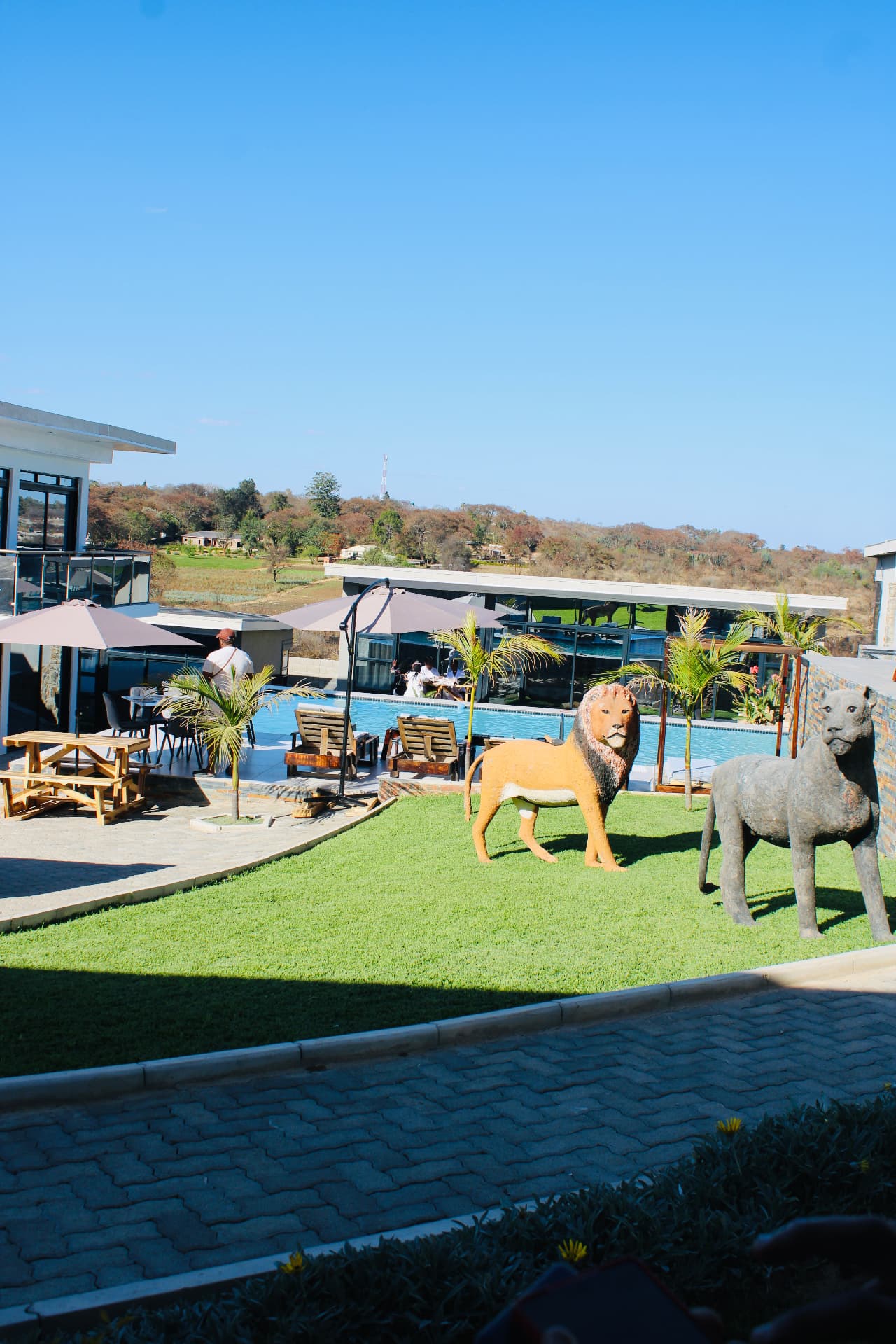 Lion sculptures on the lawn beside the pool